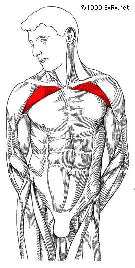 upper portion of the chest