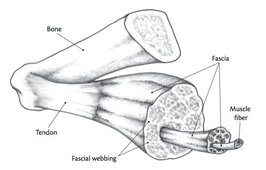 fascia diagram