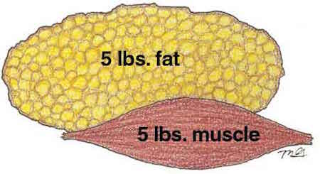 fat vs muscle