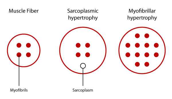 muscle hypertrophy diagram