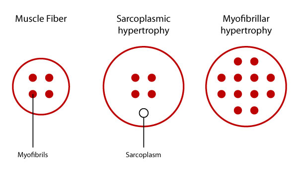 What Is Muscle Hypertrophy How Does It Work Caliber Fitness What Is Muscle Hypertrophy How Does It Work Caliber Fitness