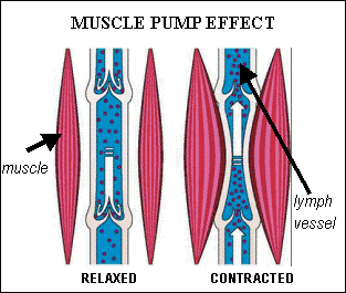 muscle pump diagram