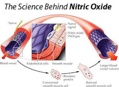 nitric oxide diagram