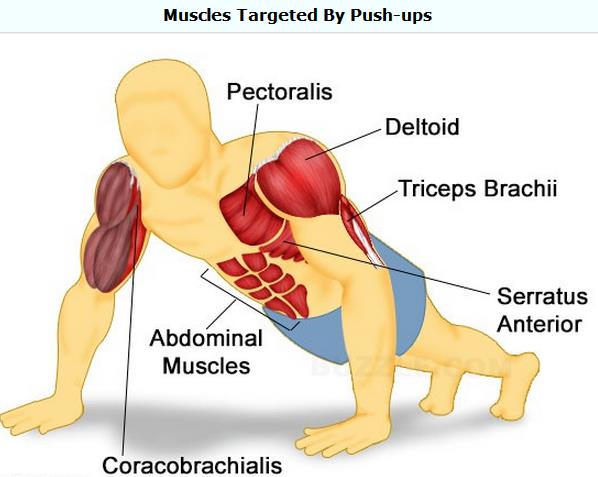 push up muscle groups