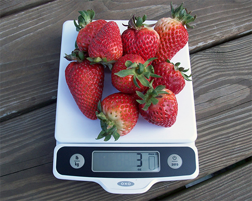 strawberries on food scale